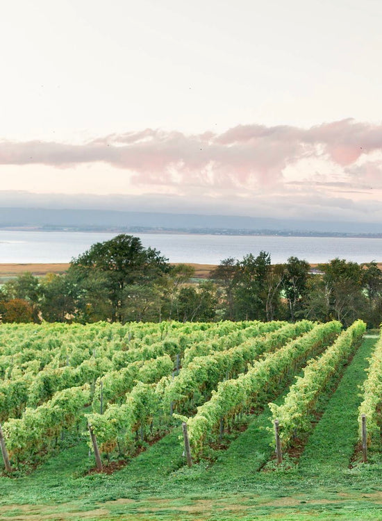 Lightfoot Home Farm Vineyard