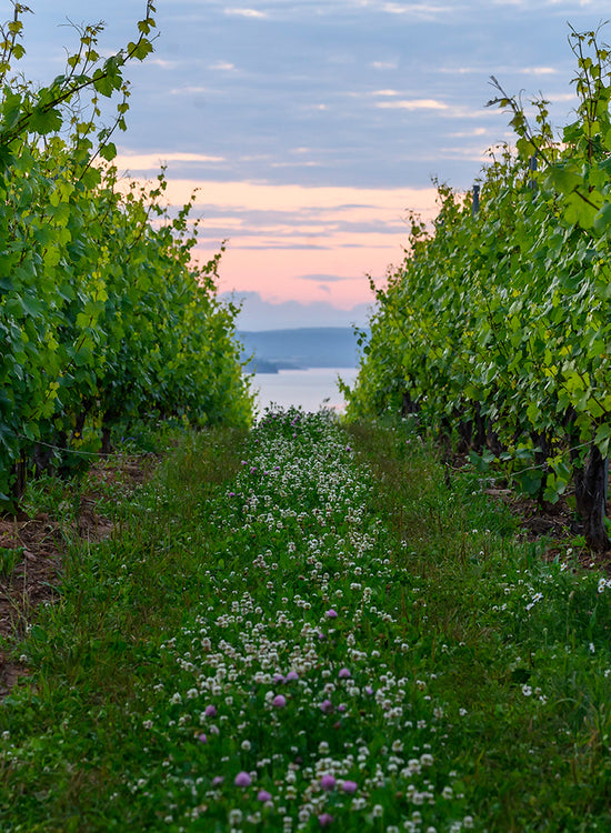 Lightfoot Home Farm Vineyard