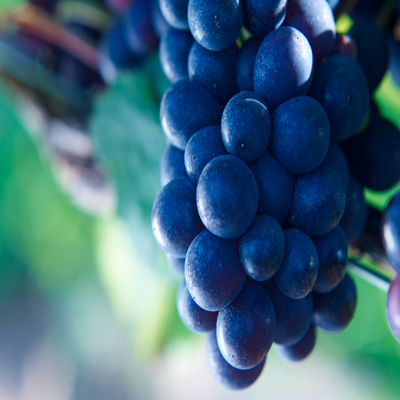 Sparkling Tasting - Group Booking
