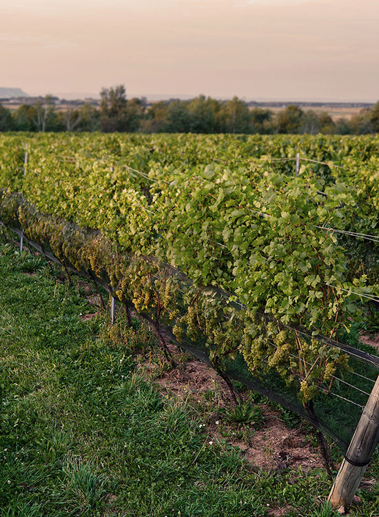 Lightfoot Home Farm Vineyard