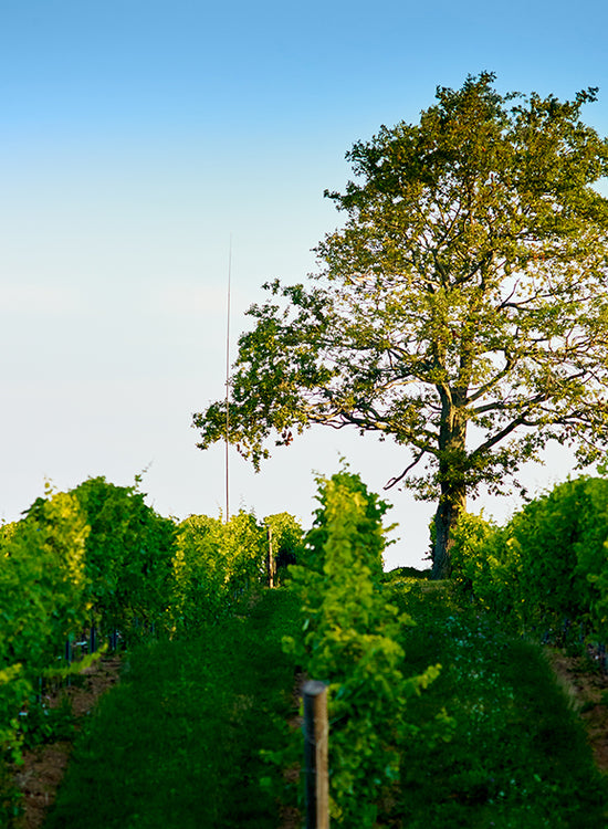Lightfoot Home Farm Vineyard