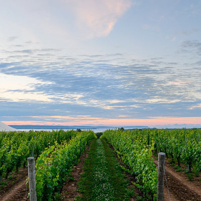 Group Tasting Experience