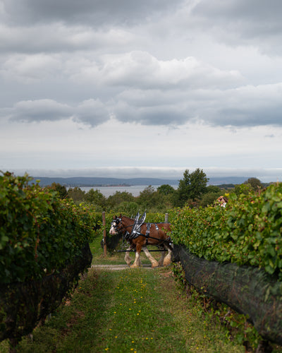 Horse-Drawn Vineyard Tour