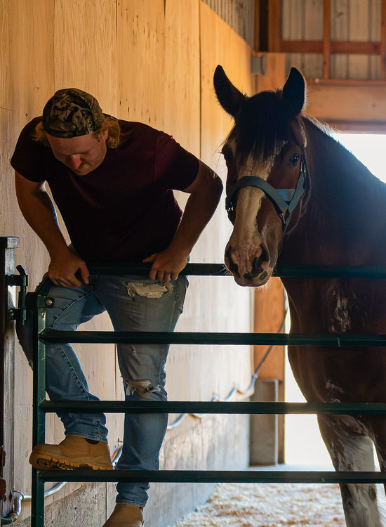 lightfoot & wolfville clydesdales